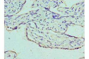 Immunohistochemistry of paraffin-embedded human placenta tissue using ABIN7145136 at dilution of 1:100 (Azurocidin antibody  (AA 27-251))