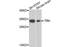 Western blot analysis of extract of SH-SY5Y and mouse brain cells, using TRH antibody. (TRH antibody)