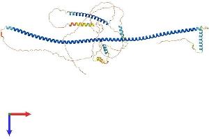 AlphaFold protein structure predicition of Human Recombinant CCDC27 Protein, UniprotID Q2M243 (CCDC27 Protein (AA 1-656) (His tag))