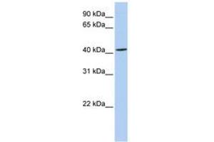 Image no. 1 for anti-Activity-Regulated Cytoskeleton-Associated Protein (Arc) (N-Term) antibody (ABIN6742829) (Arc antibody  (N-Term))