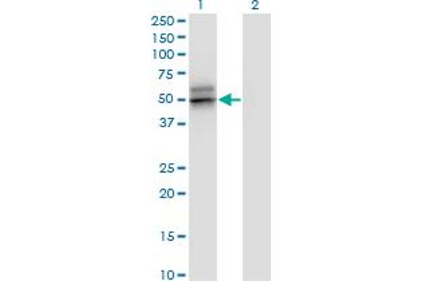 SERPINA12 anticorps  (AA 1-414)