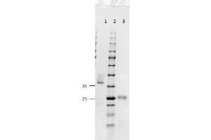 SDS-PAGE results of Goat Fab Anti-Mouse IgG (H&L) Antibody. (Goat anti-Mouse IgG (Heavy & Light Chain) Antibody - Preadsorbed)