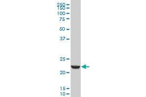EFHD1 monoclonal antibody (M09), clone 1A8 Western Blot analysis of EFHD1 expression in K-562 . (EFHD1 antibody  (AA 168-238))