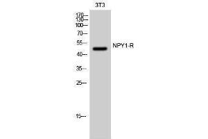 Western Blotting (WB) image for anti-Neuropeptide Y Receptor Y1 (NPY1R) (Internal Region) antibody (ABIN3185950) (NPY1R antibody  (Internal Region))