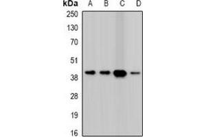 Western blot analysis of Twinfilin-2 expression in HepG2 (A), A431 (B), mouse heart (C), mouse spleen (D) whole cell lysates.