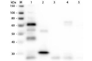 Western Blot of Anti-Chicken IgG (H&L) (GOAT) Antibody (Min X Bv Gt GP Ham Hs Hu Ms Rb Rt & Sh Serum Proteins) . (Goat anti-Chicken IgG (Heavy & Light Chain) Antibody (Texas Red (TR)) - Preadsorbed)