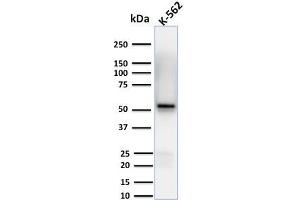 Western Blot Analysis of human K-562 cell lysates using Spastin Mouse Monoclonal Antibody (Sp 6C6). (Spastin antibody)