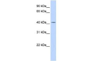 Western Blotting (WB) image for anti-Dehydrodolichyl Diphosphate Synthase (DHDDS) antibody (ABIN2459245) (DHDDS antibody)