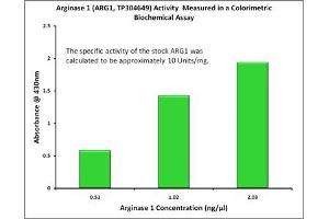 Activity Assay (AcA) image for Arginase, Liver (ARG1) (Active) protein (Myc-DYKDDDDK Tag) (ABIN2714865)