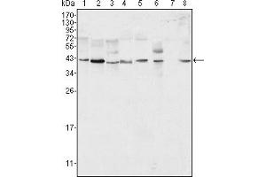 Western blot analysis using ERK2 mouse mAb against Hela (1), NIH/3T3 (2), MCF-7 (3), HEK293 (4), Jurkat (5), A549 (6), NTERA-2 (7) and SMMC-7721 (8) cell lysate. (ERK2 antibody)