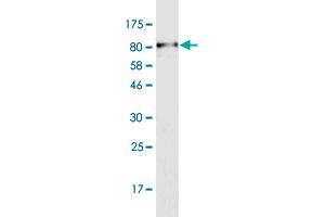 Western Blot detection against Immunogen (79. (PDZD3 antibody  (AA 1-491))