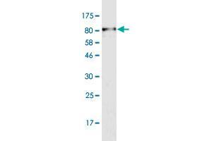 Western Blot detection against Immunogen (79. (PDZD3 antibody  (AA 1-491))