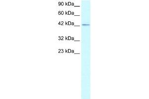 WB Suggested Anti-ZNF207 Antibody Titration:  1. (ZNF207 antibody  (Middle Region))