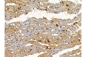 ABIN6256935 and ABIN6274838 at 1/100 staining rat heart tissue by IHC-P.
