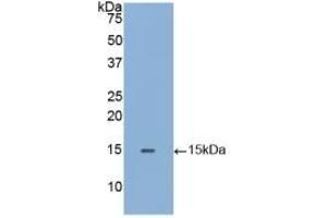 Detection of Recombinant GLa, Human using Polyclonal Antibody to Galactosidase Alpha (GLa) (GLA antibody  (AA 1-80))