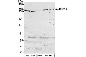 Western Blotting (WB) image for anti-Ubiquitin Specific Peptidase 9, X-Linked (USP9X) (AA 625-675) antibody (ABIN7452145)
