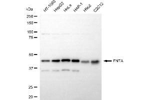 anti-Farnesyltransferase, CAAX Box, alpha (FNTA) antibody