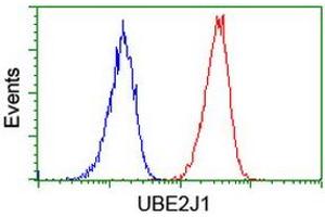 Image no. 2 for anti-Ubiquitin-Conjugating Enzyme E2, J1, U (UBE2J1) antibody (ABIN1501639) (UBE2J1 antibody)