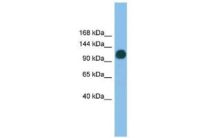 USP36 antibody used at 1 ug/ml to detect target protein. (USP36 antibody  (N-Term))