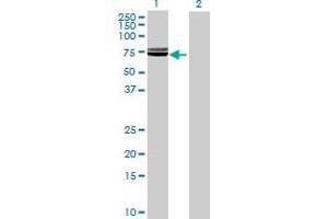 Western Blot analysis of SLC39A5 expression in transfected 293T cell line by SLC39A5 MaxPab polyclonal antibody. (SLC39A5 antibody  (AA 1-539))