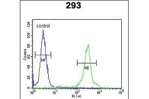 GL8D2 Antibody (N-term) (ABIN650918 and ABIN2839994) flow cytometric analysis of 293 cells (right histogram) compared to a negative control cell (left histogram). (GLT8D2 antibody  (N-Term))