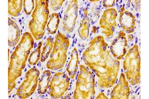 Immunohistochemistry of paraffin-embedded human kidney tissue using ABIN7147497 at dilution of 1:100 (CLN6 antibody  (AA 1-43))