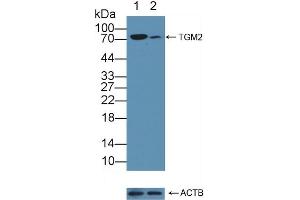Western Blotting (WB) image for anti-Transglutaminase 2 (C Polypeptide, Protein-Glutamine-gamma-Glutamyltransferase) (TGM2) (AA 1-687) antibody (ABIN7434158)
