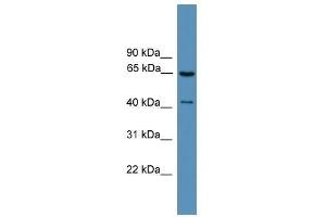 Western Blot showing GRK1 antibody used at a concentration of 1.