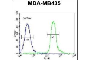 VPS52 Antibody (C-term) (ABIN654879 and ABIN2844533) flow cytometric analysis of MDA-M cells (right histogram) compared to a negative control cell (left histogram). (VPS52 antibody  (C-Term))