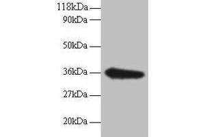 Western blot All lanes: TSTA3 antibody at 2 μg/mL + EC109 whole cell lysate Secondary Goat polyclonal to rabbit IgG at 1/15000 dilution Predicted band size: 36 kDa Observed band size: 36 kDa (TSTA3 antibody  (AA 1-314))