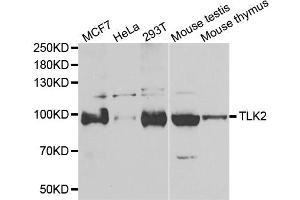 Western blot analysis of extracts of various cell lines, using TLK2 antibody (ABIN5974098) at 1/1000 dilution. (TLK2 antibody)