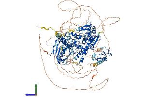 AlphaFold protein structure predicition of Human Recombinant MTMR4 Protein, UniprotID Q9NYA4 (MTMR4 Protein (AA 1-1195) (His tag))