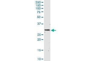IFNA2 monoclonal antibody (M07), clone 1C8. (IFNA2 antibody  (AA 24-188))