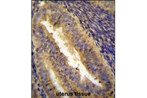JUN Antibody immunohistochemistry analysis in formalin fixed and paraffin embedded human uterus tissue followed by peroxidase conjugation of the secondary antibody and DAB staining. (C-JUN antibody  (C-Term))