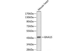 Western blot analysis of extracts of Mouse heart using GNA15 Polyclonal Antibody.