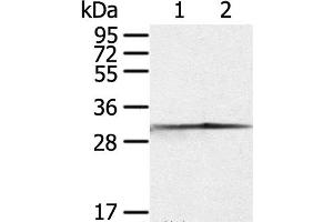 Western Blot analysis of Jurkat and 293T cell using CASP3 Polyclonal Antibody at dilution of 1:300 (Caspase 3 antibody)