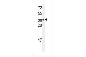 HARB1 Antibody (N-term) (ABIN655103 and ABIN2844735) western blot analysis in mouse bladder tissue lysates (35 μg/lane). (HARBI1 antibody  (N-Term))