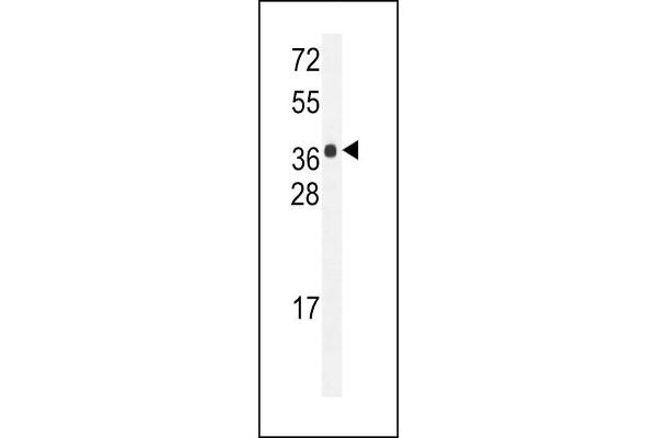 HARBI1 antibody  (N-Term)