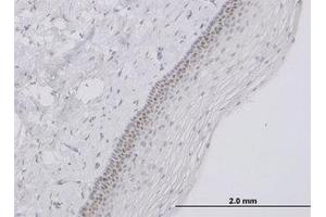 Image no. 1 for anti-Transcription Factor AP-4 (Activating Enhancer Binding Protein 4) (TFAP4) (AA 93-193) antibody (ABIN598970) (TFAP4 antibody  (AA 93-193))