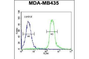 Flow cytometric analysis of MDA-MB435 cells (right histogram) compared to a negative control cell (left histogram). (VPS52 antibody  (C-Term))
