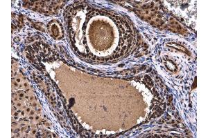 IHC-P Image XBP1 antibody [N3C3] detects XBP1 protein at nucleus in rat ovary by immunohistochemical analysis.