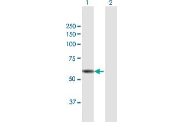 ST7 antibody  (AA 1-547)