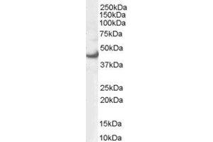 ABIN2562467 (0. (ERK1 antibody  (N-Term))