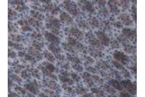 Detection of AGT in Rat Stomach Tissue using Monoclonal Antibody to Angiotensinogen (AGT) (AGT antibody  (AA 25-477))
