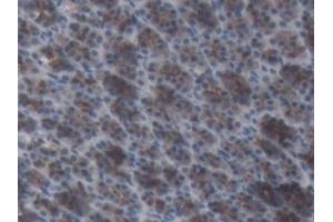 Detection of AGT in Rat Stomach Tissue using Monoclonal Antibody to Angiotensinogen (AGT) (AGT antibody  (AA 25-477))
