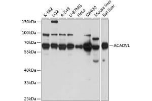 Western blot analysis of extracts of various cell lines, using ACADVL antibody  at 1:1000 dilution. (ACADVL antibody  (AA 1-140))