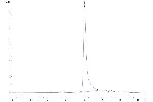 The purity of Biotinylated Oncostatin M is greater than 95 % as determined by SEC-HPLC. (Oncostatin M Protein (OSM) (AA 26-221) (His-Avi Tag,Biotin))