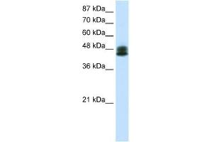 ZNF785 antibody used at 0. (ZNF785 antibody  (C-Term))