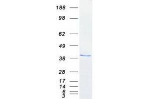 Western Blotting (WB) image for Nucleophosmin (Nucleolar phosphoprotein B23, Numatrin) (NPM1) (Transcript Variant 2) protein (Myc-DYKDDDDK Tag) (ABIN2727711)