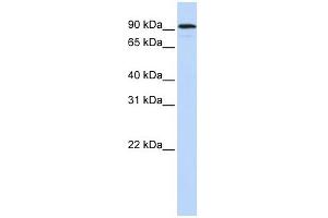NR3C1 antibody used at 1 ug/ml to detect target protein. (Glucocorticoid Receptor antibody  (N-Term))